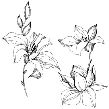 Vektör tropikal orkide çiçek. Botanik çiçek. İzole illüstrasyon öğesi. Arka plan, doku, sarıcı desen, çerçeve veya sınır vektör kır çiçeği.