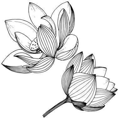 Vektör lotus çiçeği. Botanik çiçek. İzole illüstrasyon öğesi. Bitki tam adı: lotus. Arka plan, doku, sarıcı desen, çerçeve veya sınır vektör kır çiçeği.