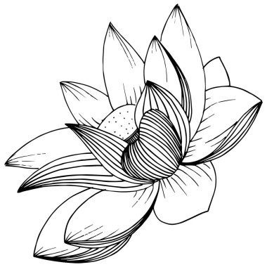 Vektör lotus çiçeği. Botanik çiçek. İzole illüstrasyon öğesi. Bitki tam adı: lotus. Arka plan, doku, sarıcı desen, çerçeve veya sınır vektör kır çiçeği.