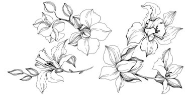 Vektör tropikal orkide çiçek. Botanik çiçek. İzole illüstrasyon öğesi. Arka plan, doku, sarıcı desen, çerçeve veya sınır vektör kır çiçeği.