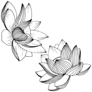 Vektör lotus çiçeği. Botanik çiçek. İzole illüstrasyon öğesi. Bitki tam adı: lotus. Arka plan, doku, sarıcı desen, çerçeve veya sınır vektör kır çiçeği.