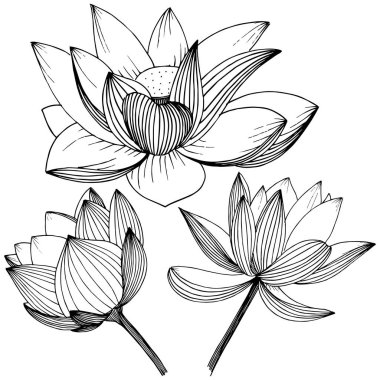 Vektör lotus çiçeği. Botanik çiçek. İzole illüstrasyon öğesi. Bitki tam adı: lotus. Arka plan, doku, sarıcı desen, çerçeve veya sınır vektör kır çiçeği.