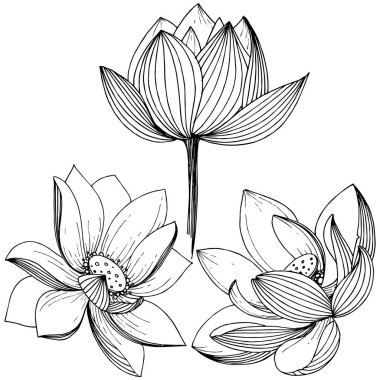 Vektör lotus çiçeği. Botanik çiçek. İzole illüstrasyon öğesi. Bitki tam adı: lotus. Arka plan, doku, sarıcı desen, çerçeve veya sınır vektör kır çiçeği.