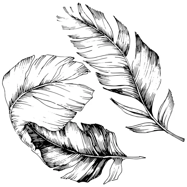 Vektor Vogelfeder Vom Flügel Isoliert Isoliertes Illustrationselement Vektorfeder Für Hintergrund — Stockvektor