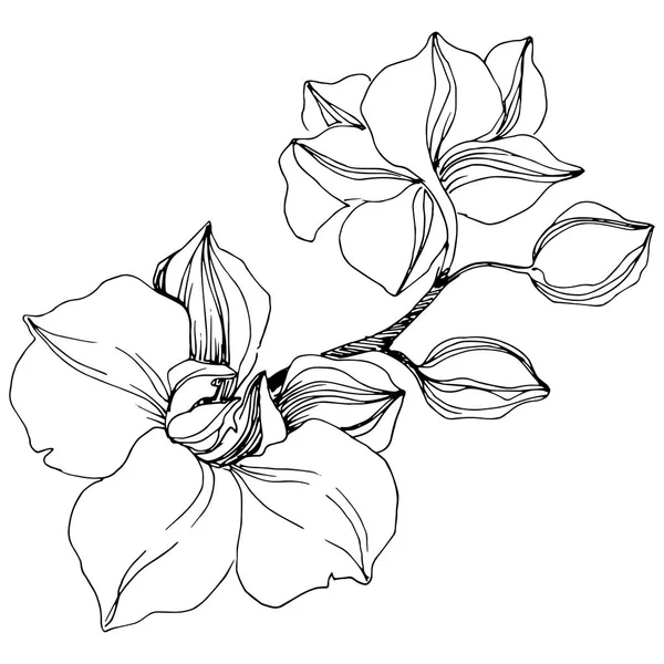Fleur Orchidée Tropicale Vectorielle Fleur Botanique Florale Élément Illustration Isolé — Image vectorielle