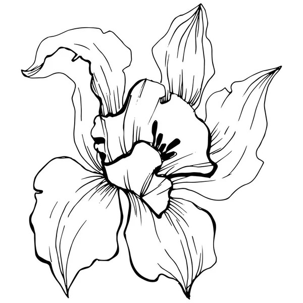 Flor Orquídea Tropical Vetorial Floral Flor Botânica Isolado Elemento Ilustração —  Vetores de Stock