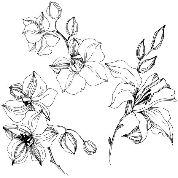 Vektor Tropických Orchidejí Květ Květinové Botanické Květin Izolované Ilustrace Prvek — Stockový vektor