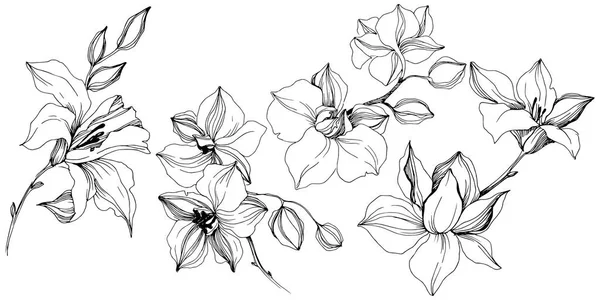 Flor Orquídea Tropical Vectorial Flor Botánica Floral Elemento Ilustración Aislado — Vector de stock