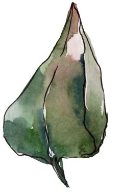 Sulu boya yeşil güller yaprak. Botanik çiçek. İzole illüstrasyon öğesi. Arka plan, doku, sarıcı desen, çerçeve veya kenarlık için Aquarelle kır çiçeği.