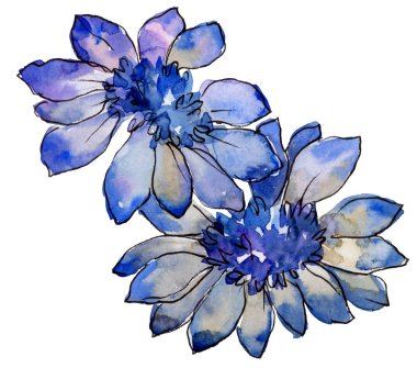 Suluboya Mavi güller çiçek. Botanik çiçek. İzole illüstrasyon öğesi. Arka plan, doku, sarıcı desen, çerçeve veya kenarlık için Aquarelle kır çiçeği.