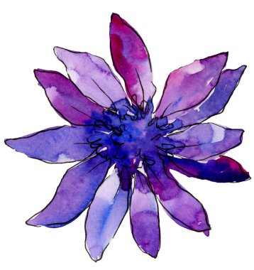 Suluboya mor güller çiçek. Botanik çiçek. İzole illüstrasyon öğesi. Arka plan, doku, sarıcı desen, çerçeve veya kenarlık için Aquarelle kır çiçeği.