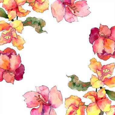 Sulu boya renkli alstroemeria çiçek. Botanik çiçek. Çerçeve kenarlığı süsleme Meydanı. Arka plan, doku, sarıcı desen, çerçeve veya kenarlık için Aquarelle kır çiçeği.