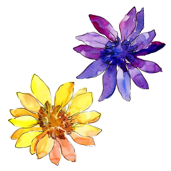 Acquerello colorato fiore di margherita africana. Fiore botanico floreale. Elemento di illustrazione isolato . — Foto Stock