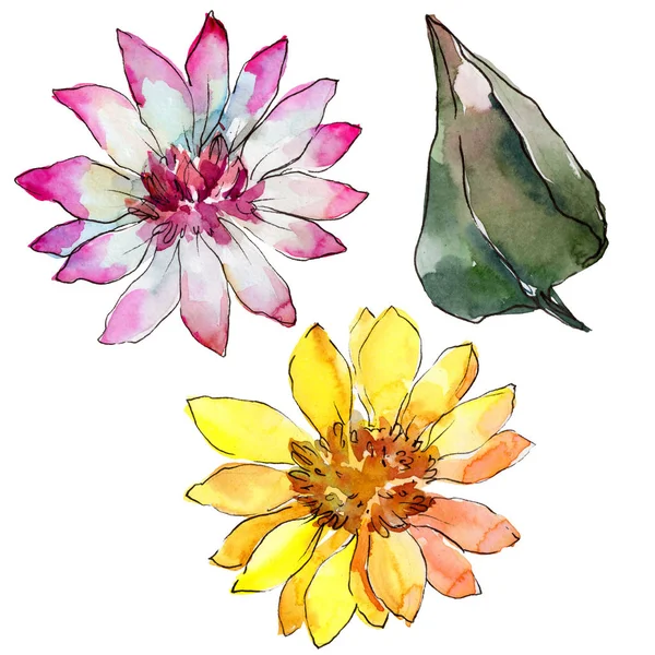 Ακουαρέλα πολύχρωμο αφρικανική μαργαρίτα λουλούδι. Floral βοτανικό λουλούδι. Απομονωμένη εικονογράφηση στοιχείο. — Φωτογραφία Αρχείου