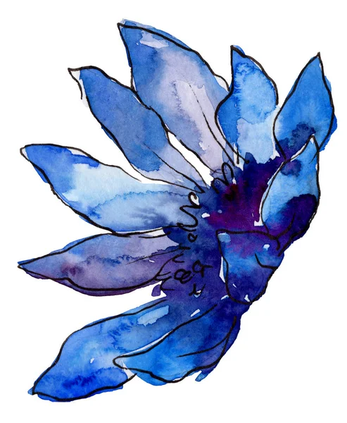 Acquerello Fiore Margherita Africano Blu Fiore Botanico Floreale Elemento Illustrazione — Foto Stock