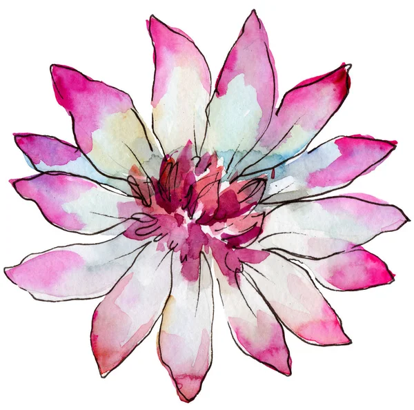 Aquarelle Rose Fleur Marguerite Africaine Fleur Botanique Florale Élément Illustration — Photo