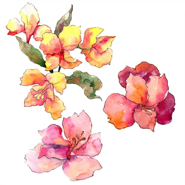 Watercolor Colorful Alstroemeria Flower Floral Botanical Flower Isolated Illustration Element — Stock Photo, Image