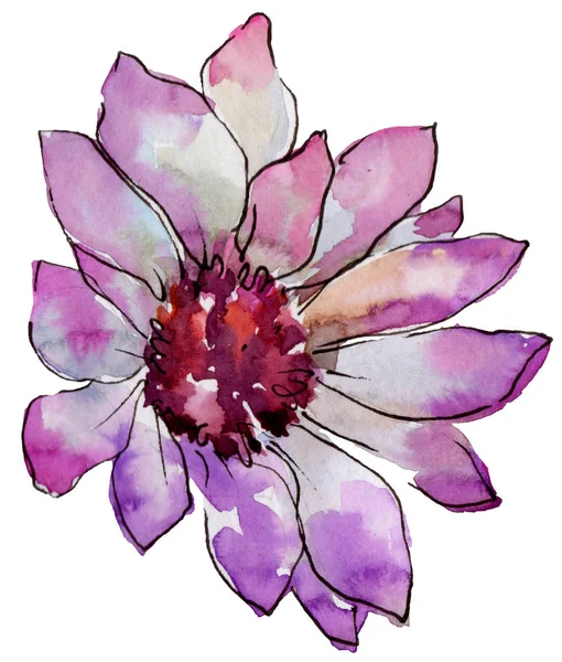Акварель Фиолетовый Африканский Цветок Маргаритки Цветочный Ботанический Цветок Изолированный Элемент — стоковое фото