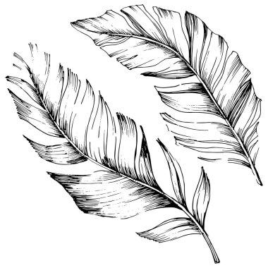 Vektör kuş tüyü izole Wing. İzole illüstrasyon öğesi. Arka plan, doku, sarıcı desen, çerçeve veya sınır vektör tüy.