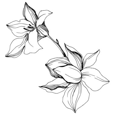 Vektör tropikal orkide çiçek. Botanik çiçek. İzole illüstrasyon öğesi. Arka plan, doku, sarıcı desen, çerçeve veya sınır vektör kır çiçeği.