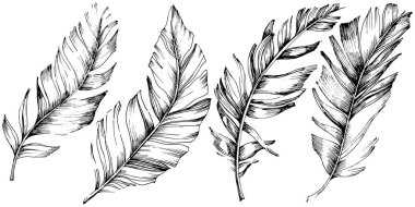 Vektör kuş tüyü izole Wing. İzole illüstrasyon öğesi. Arka plan, doku, sarıcı desen, çerçeve veya sınır vektör tüy.