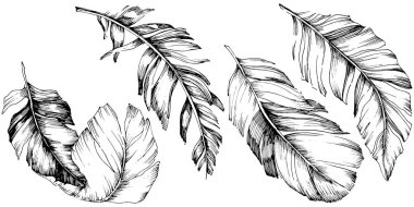 Vektör kuş tüyü izole Wing. İzole illüstrasyon öğesi. Arka plan, doku, sarıcı desen, çerçeve veya sınır vektör tüy.