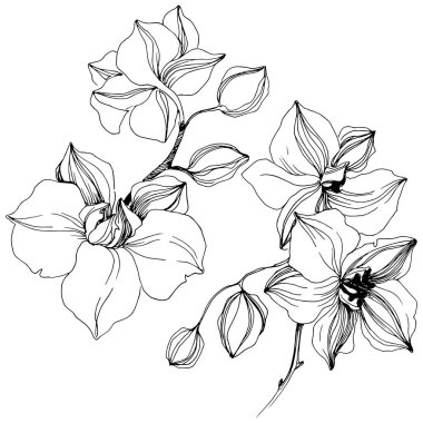 Vektör tropikal orkide çiçek. Botanik çiçek. İzole illüstrasyon öğesi. Arka plan, doku, sarıcı desen, çerçeve veya sınır vektör kır çiçeği.