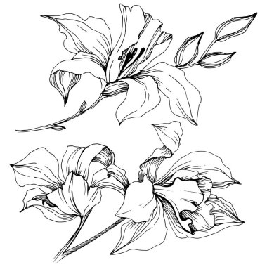 Vektör tropikal orkide çiçek. Botanik çiçek. İzole illüstrasyon öğesi. Arka plan, doku, sarıcı desen, çerçeve veya sınır vektör kır çiçeği.