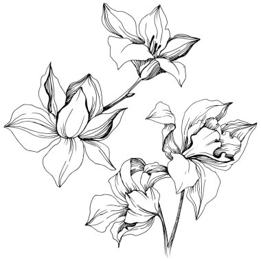 Vektör tropikal orkide çiçek. Botanik çiçek. İzole illüstrasyon öğesi. Arka plan, doku, sarıcı desen, çerçeve veya sınır vektör kır çiçeği.