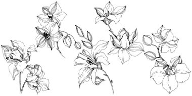 Vektör tropikal orkide çiçek. Botanik çiçek. İzole illüstrasyon öğesi. Arka plan, doku, sarıcı desen, çerçeve veya sınır vektör kır çiçeği.