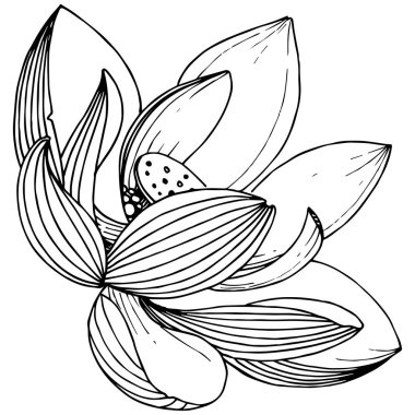 Vektör lotus çiçeği. Botanik çiçek. İzole illüstrasyon öğesi. Bitki tam adı: lotus. Arka plan, doku, sarıcı desen, çerçeve veya sınır vektör kır çiçeği.