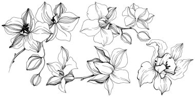 Vektör tropikal orkide çiçek. Botanik çiçek. İzole illüstrasyon öğesi. Arka plan, doku, sarıcı desen, çerçeve veya sınır vektör kır çiçeği.