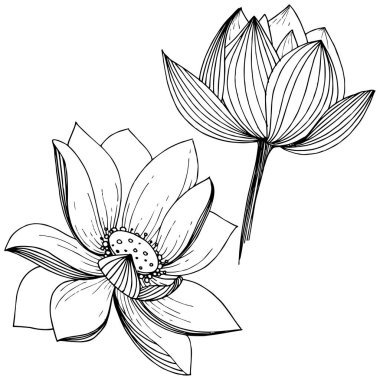 Vektör lotus çiçeği. Botanik çiçek. İzole illüstrasyon öğesi. Bitki tam adı: lotus. Arka plan, doku, sarıcı desen, çerçeve veya sınır vektör kır çiçeği.