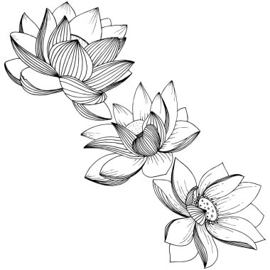 Vektör lotus çiçeği. Botanik çiçek. İzole illüstrasyon öğesi. Bitki tam adı: lotus. Arka plan, doku, sarıcı desen, çerçeve veya sınır vektör kır çiçeği.