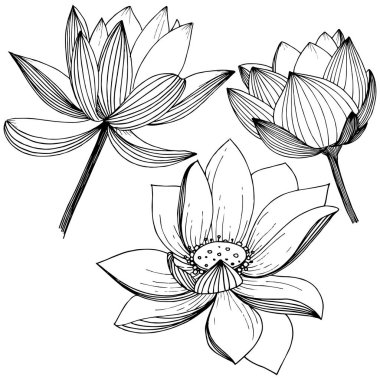 Vektör lotus çiçeği. Botanik çiçek. İzole illüstrasyon öğesi. Bitki tam adı: lotus. Arka plan, doku, sarıcı desen, çerçeve veya sınır vektör kır çiçeği.