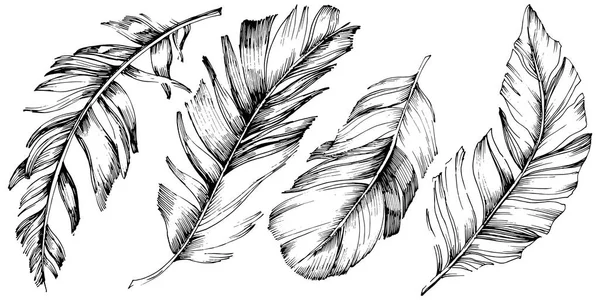 Φτερό Πουλί Διάνυσμα Από Φτερό Που Απομονώνονται Απομονωμένη Εικονογράφηση Στοιχείο — Διανυσματικό Αρχείο