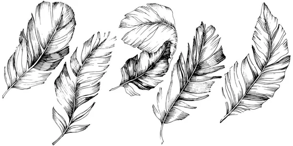 Vektor Ptačí Pírko Křídla Samostatný Izolované Ilustrace Prvek Pírko Vektorové — Stockový vektor