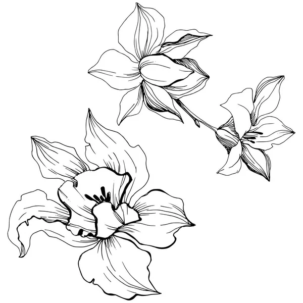 Vektor Tropisk Orkidé Blomma Blommig Botaniska Blomma Isolerade Illustration Element — Stock vektor