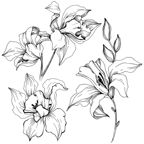 Vector Tropische Orchidee Bloem Floral Botanische Bloem Geïsoleerde Illustratie Element — Stockvector