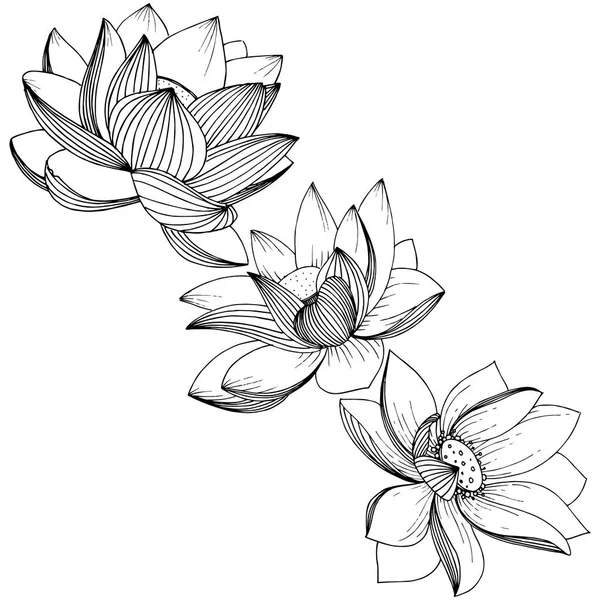 로터스 꽃입니다 꽃입니다 요소입니다 식물의 로터스 프레임 테두리에 야생화 — 스톡 벡터