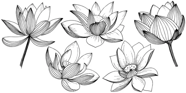 Fiore Loto Vettoriale Fiore Botanico Floreale Elemento Illustrazione Isolato Nome — Vettoriale Stock