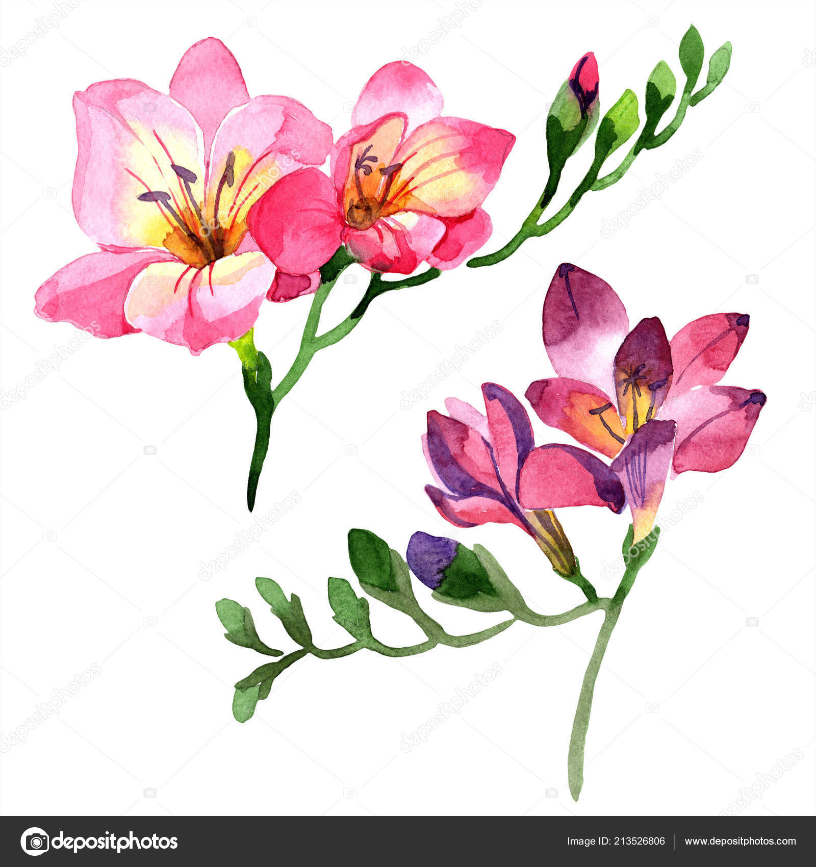 Watercolor Pink Freesia Flower Floral Botanical Flower