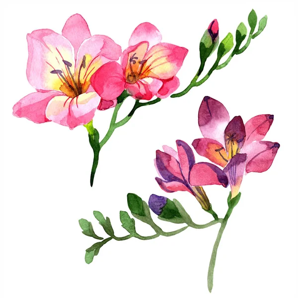Acuarela Flor Freesia Rosa Flor Botánica Floral Elemento Ilustración Aislado — Foto de Stock