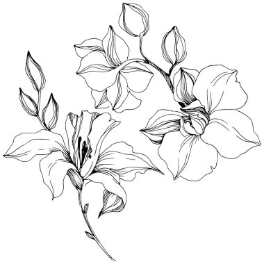 Vektör tropikal orkide çiçek. Botanik çiçek. İzole illüstrasyon öğesi. Arka plan, doku, sarıcı desen, çerçeve veya sınır vektör kır çiçeği.