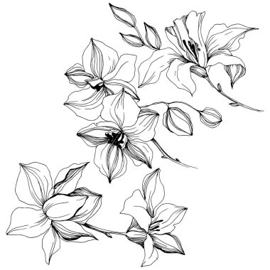 Vektör tropikal orkide çiçek. Botanik çiçek. İzole illüstrasyon öğesi. Arka plan, doku, sarıcı desen, çerçeve veya sınır vektör kır çiçeği.