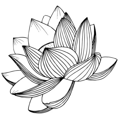 Vektör lotus çiçeği. Botanik çiçek. İzole illüstrasyon öğesi. Bitki tam adı: lotus. Arka plan, doku, sarıcı desen, çerçeve veya sınır vektör kır çiçeği.