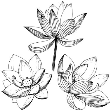 Vektör lotus çiçeği. Botanik çiçek. İzole illüstrasyon öğesi. Bitki tam adı: lotus. Arka plan, doku, sarıcı desen, çerçeve veya sınır vektör kır çiçeği.