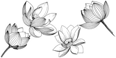 Vektör lotus çiçeği. Botanik çiçek. İzole illüstrasyon öğesi. Bitki tam adı: lotus. Arka plan, doku, sarıcı desen, çerçeve veya sınır vektör kır çiçeği.