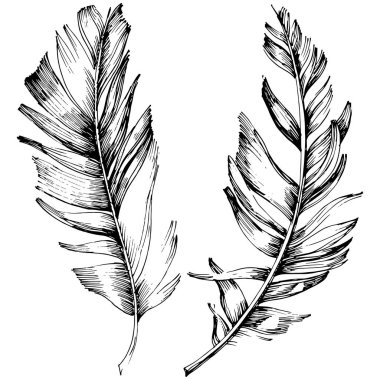 Vektör kuş tüyü izole Wing. İzole illüstrasyon öğesi. Arka plan, doku, sarıcı desen, çerçeve veya sınır vektör tüy.