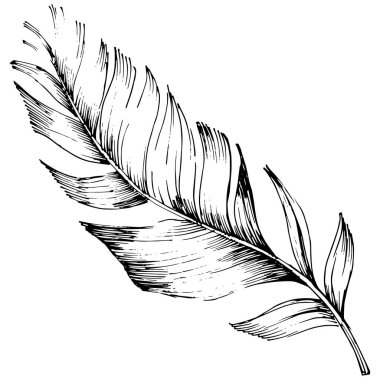 Vektör kuş tüyü izole Wing. İzole illüstrasyon öğesi. Arka plan, doku, sarıcı desen, çerçeve veya sınır vektör tüy.